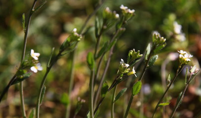 Blooming thale cress ( Arabidopsis thaliana ) close-up with blossoms on a wild natural meadow