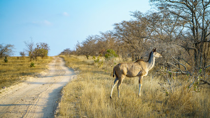 kudu in kruger national park, mpumalanga, south africa 10