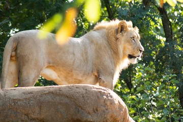 lion and lioness