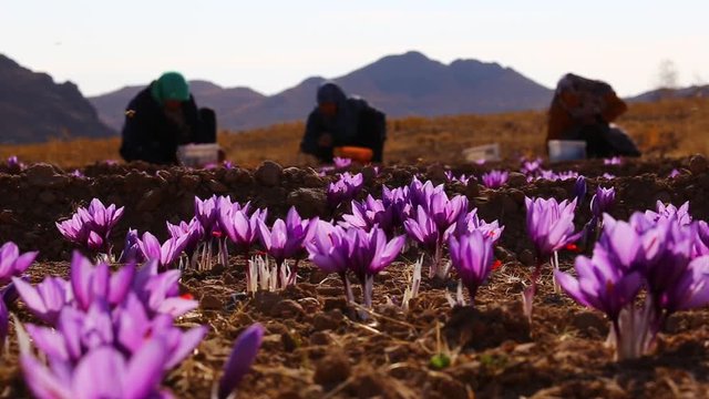 Silhouette rural people who harvest saffron flowers and picking crocus flower before sunrise on twilight dawn morning.