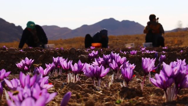 Silhouette local women who harvest saffron bloom and picking crocus flower before sunrise on twilight dawn morning.