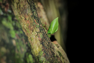 Ant Carries leaf on Tree Trunk