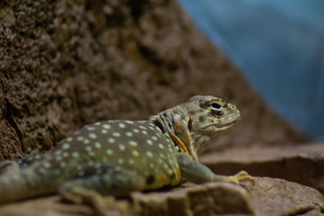 lizard on a rock