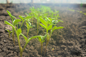 young plant growing in soil