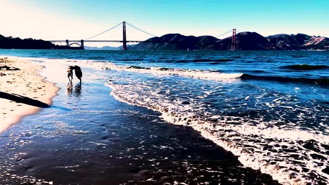 Dogs playing at the beach. Be together. Dog love. 