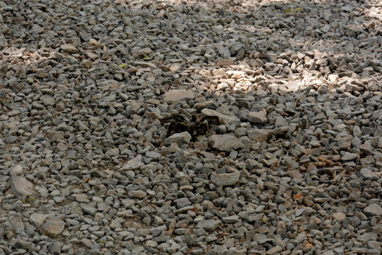 Closeup tarantula spider Brazilian Black Tarantula (Grammostola Pulchra) , serra park, Canela City, Rio Grande do Sul , Brazil