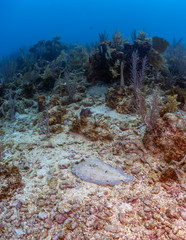 Caribbean coral garden peacock flouder