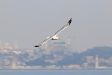seagull in flight