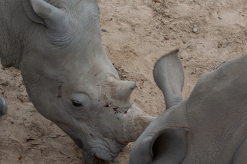 head of rhino