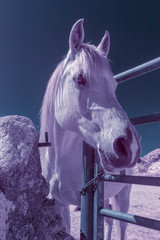 Horse portrait in infrared light 