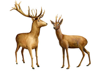 forest animals, deer on an isolated white background, watercolor illustration
