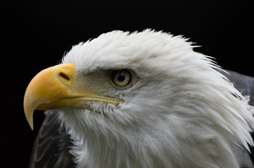 eagle close up