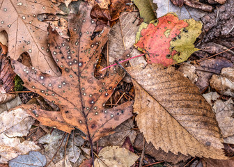 Autumn leaves in forest