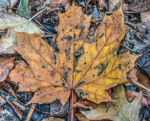 Autumn leaves in forest