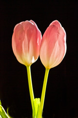 glowing pink tulip flower pair backlit on black background