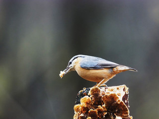 Robin