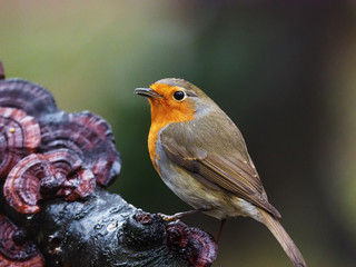 Robin