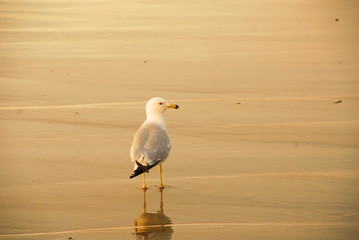 Seagull on beach during low tide , bird reflecting in water during sunrise