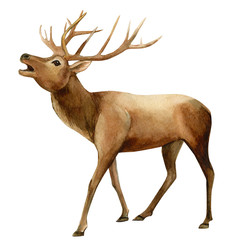 forest animals, deer on an isolated white background, watercolor illustration