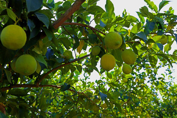 Lemon trees