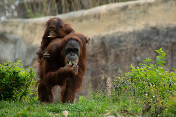 mom and baby orangutan 