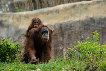 mom and baby orangutan 