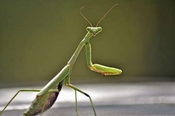 Oh Hey!