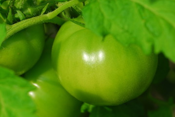 green tomatoes on vine in garden