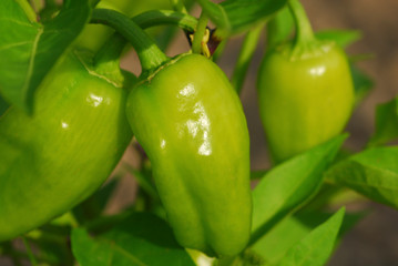 close up photo of green pepprs on plant in the garden