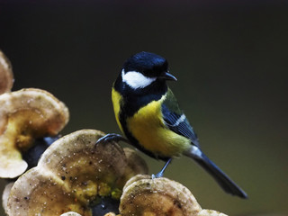 Tit