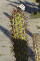 mundo cactus