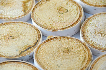 Cut birch tree pieces, wood textured backgroundwooden cut pieces laying flat, white tree bark