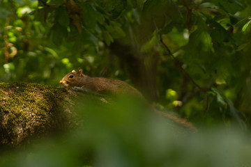 squirrel on a tree