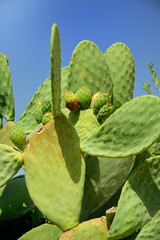 Green big prickly pear cactus with fruits and spikes against blue sky on Sicily in summer