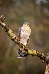 The Eurasian Sparrowhawk, accipiter nisus sitting on the branch in beuatiful colorful autumn environment. Pretty colorful contrasting backround with nice bokeh.