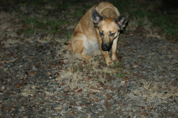 Happy dog on a night background. Eyes reflect the light from the camera