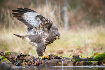 The Common Buzzard, Buteo buteo is sitting in the autumn forest, typical environment of wildlife. Czech Republic ..