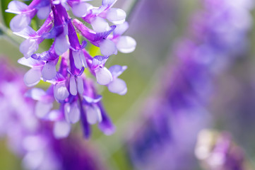 Fototapeta na wymiar delicate purple flower, nature close-up