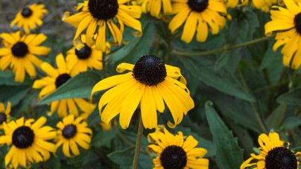 field of sunflowers