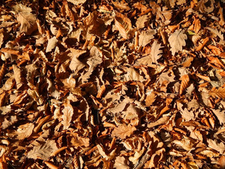 Autumn leaves