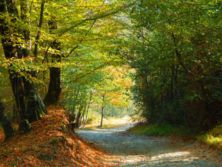 Autumn road