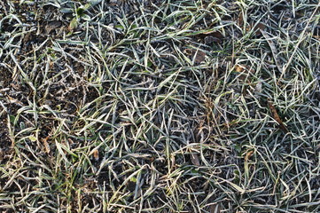 Green grass in hoarfrost. Winter background, morning frost on the grass