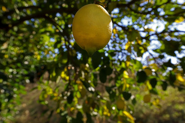 Lemon trees