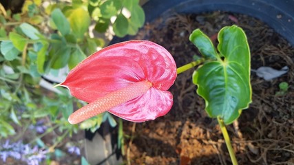 red flower in the garden