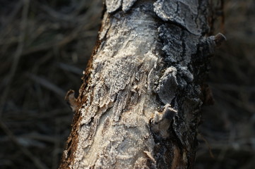 Close-up of hoarfrost on tree. Winter beautiful sunset