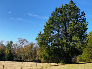 Large Tree by an empty field 