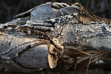 Close-up of hoarfrost on tree. Winter beautiful sunset
