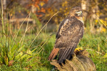 hawk sitting on a log