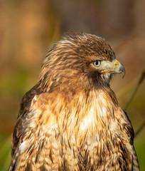 bird of prey