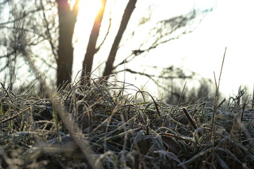 Dry grass in winter forest covered with hoarfrost close up